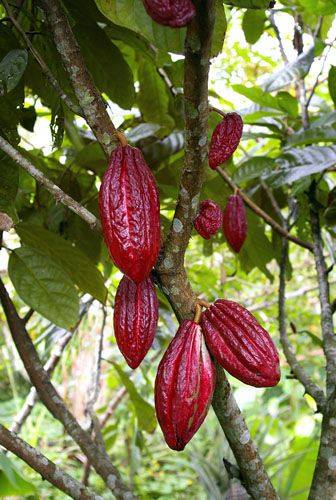 Infusion de Cacao: Bienfaits Santé et Vertus