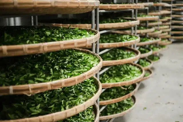 Oolong, le thé bleu-vert