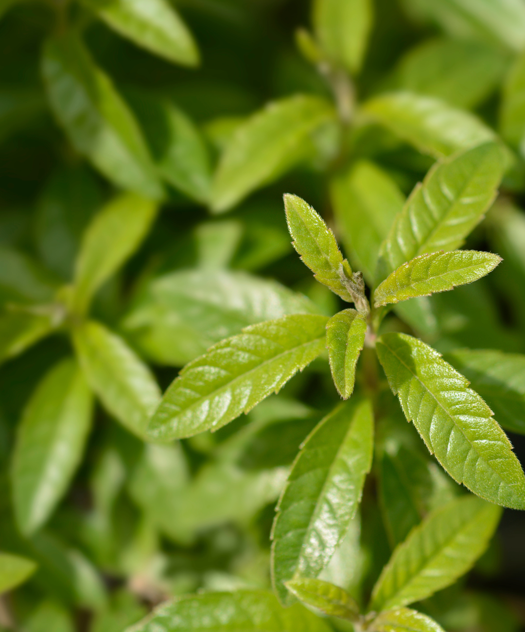 La verveine, parfumée et fraîche