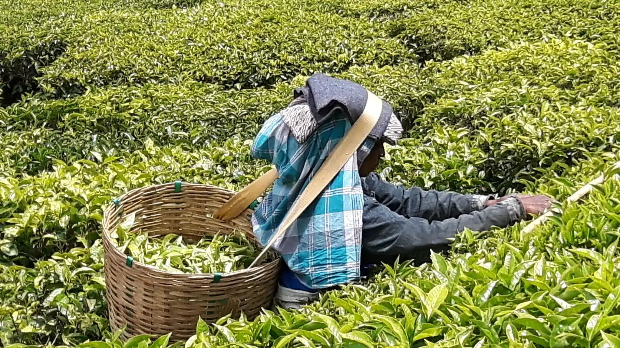 Tout savoir sur le thé vert