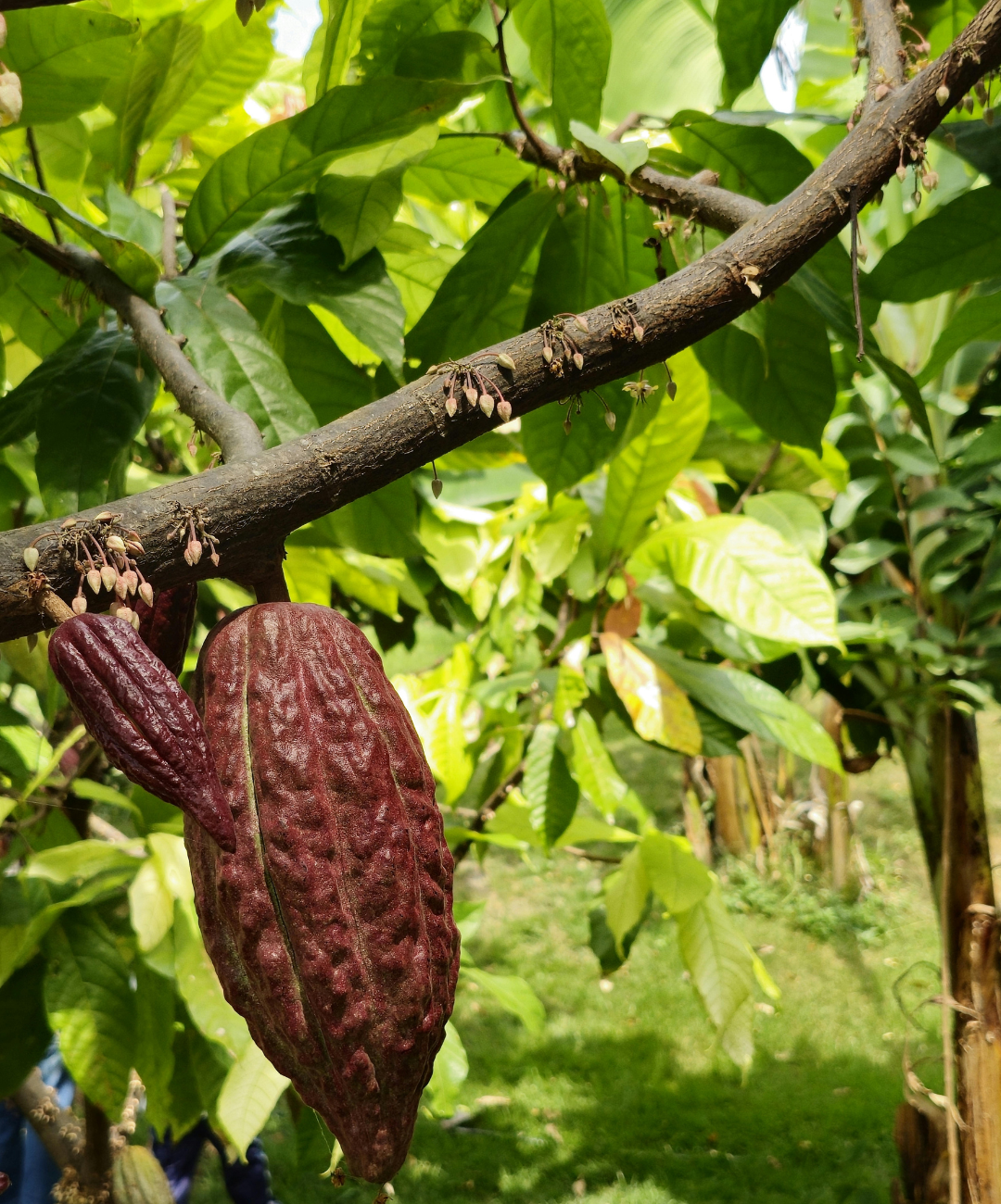 5 choses à savoir sur les origines du cacao