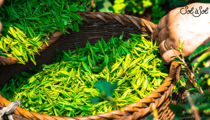 Les Bienfaits du Thé Vert pour la Santé : Découvrez Ses Vertus