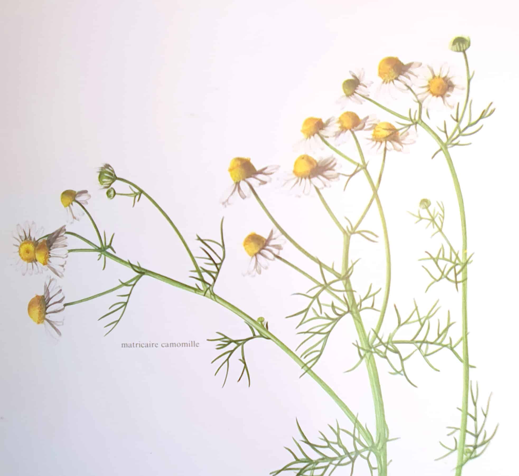 Dessin de la camomille matricaire