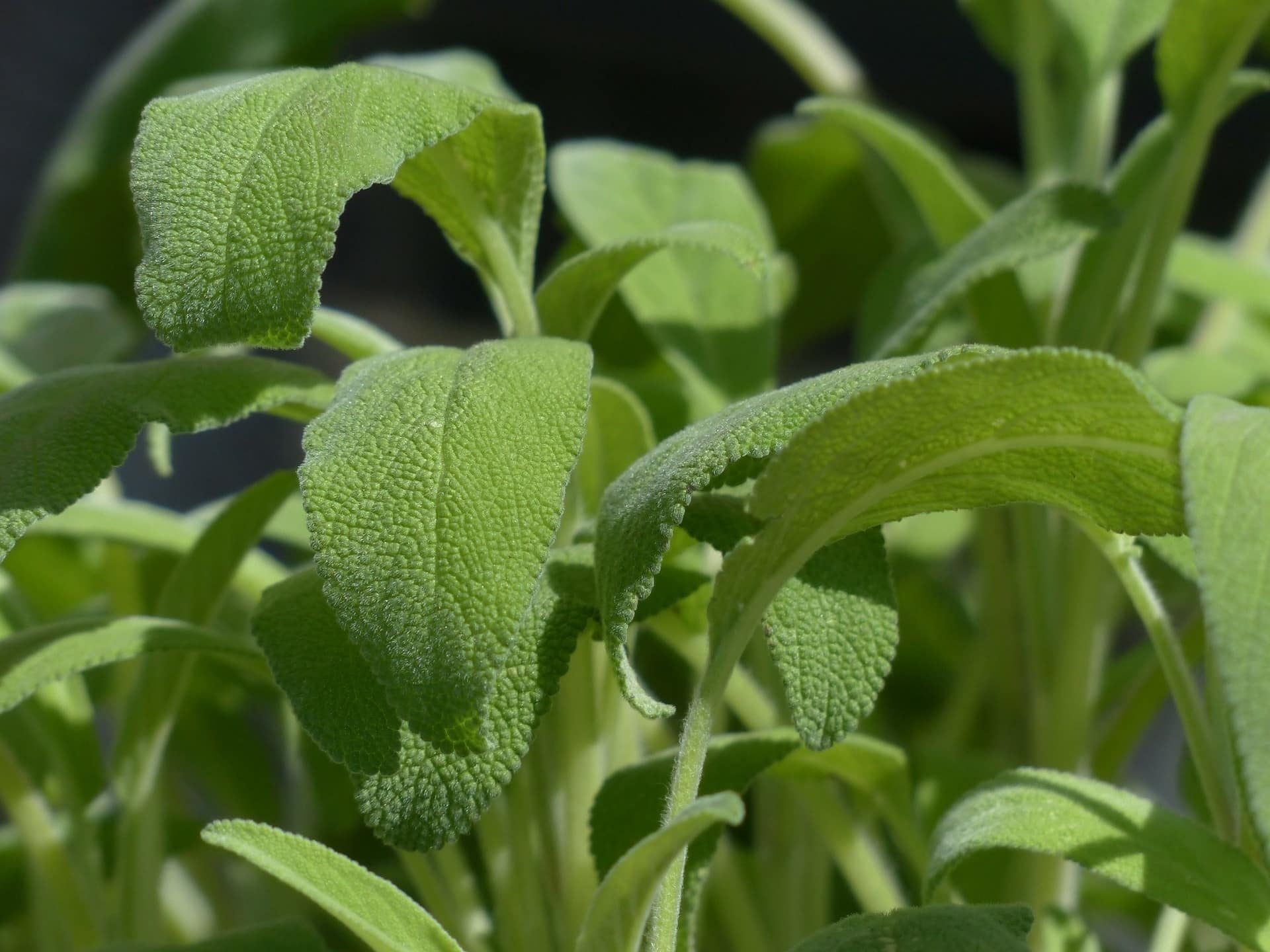 Plante de sauge, salvia officinalis
